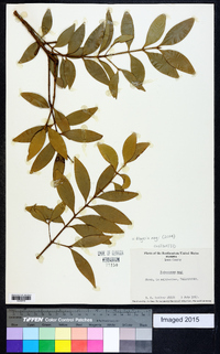 Podocarpus nagi image