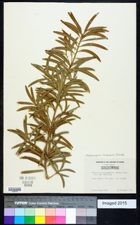Podocarpus chinensis image