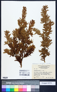 Image of Podocarpus cunninghamii