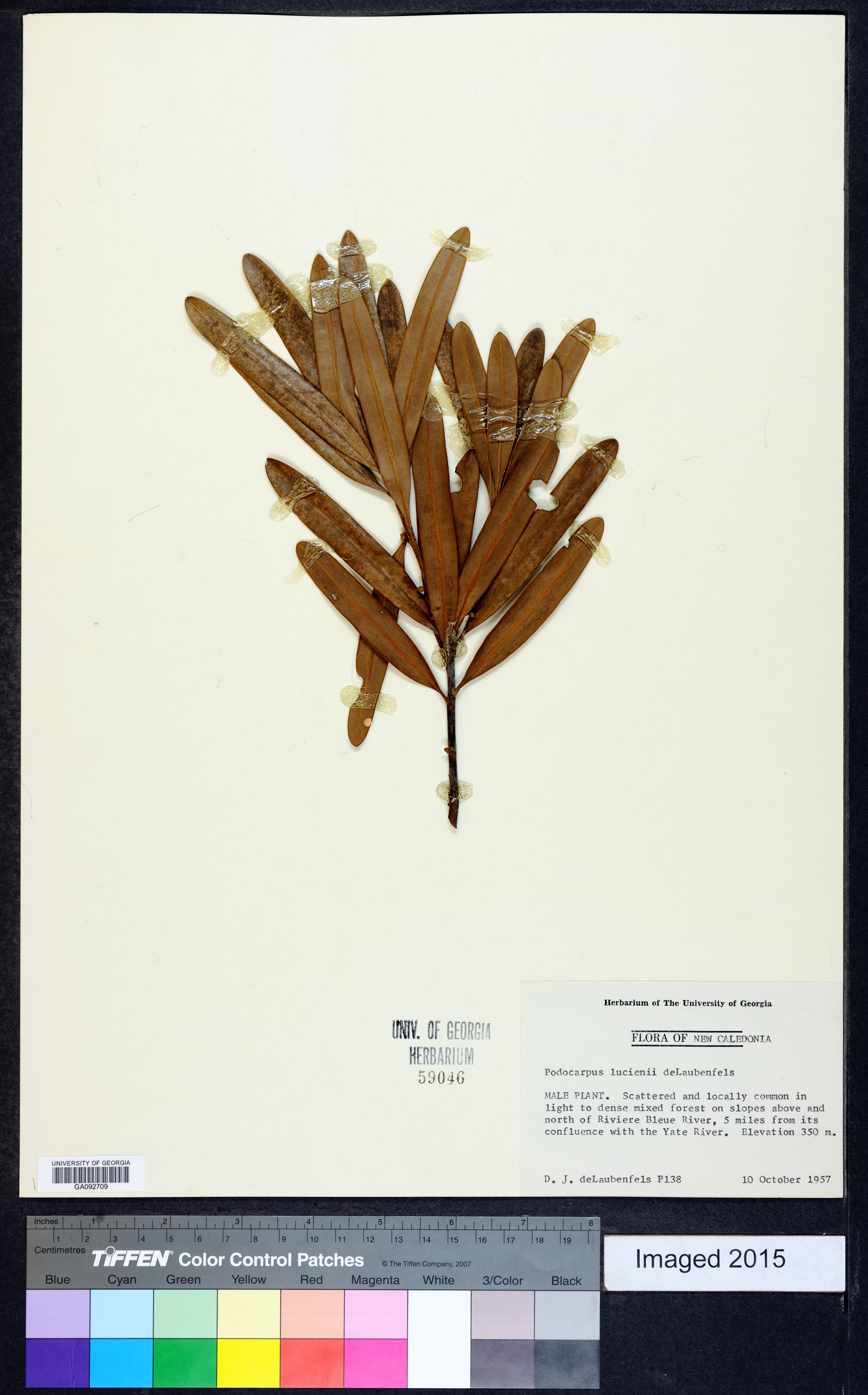 Podocarpus lucienii image