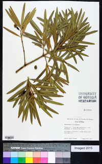 Podocarpus macrophylla image