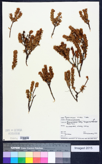 Podocarpus nivalis image