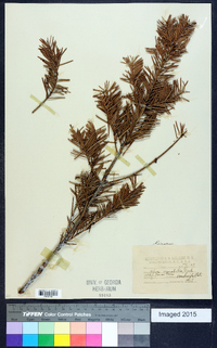 Abies amabilis image