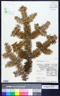 Abies balsamea image