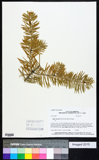 Abies concolor image