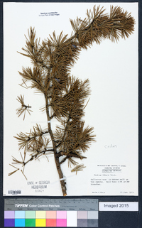 Cedrus libani image