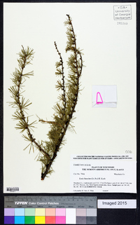 Larix laricina image