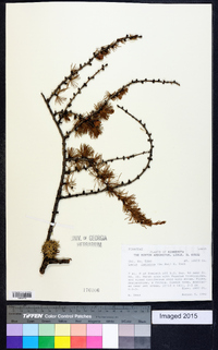 Larix laricina image