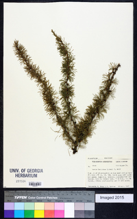 Larix laricina image