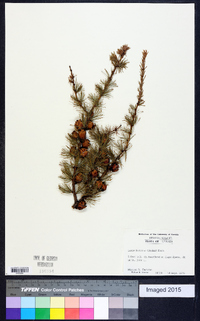 Larix laricina image