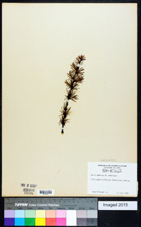 Larix laricina image