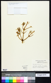 Picea glauca image