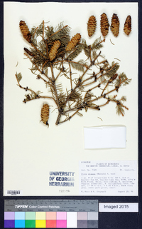 Picea glauca image