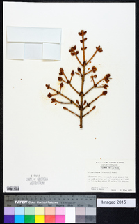 Picea glauca image