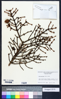 Picea mariana image
