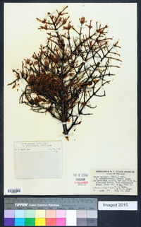 Picea mariana image