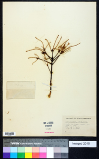 Picea mariana image