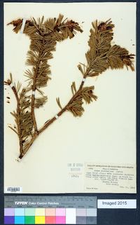 Pinus balfouriana image