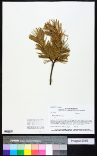 Pinus cembroides image