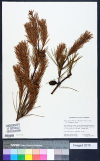 Pinus clausa image