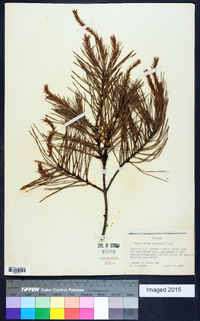 Pinus clausa image