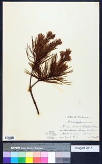 Pinus clausa image