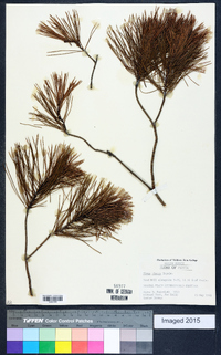 Pinus clausa image