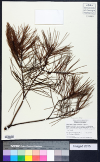 Pinus clausa image