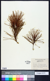 Pinus clausa image