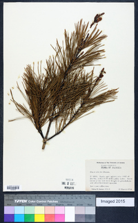 Pinus clausa image