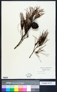 Pinus clausa image