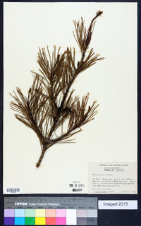 Pinus clausa image