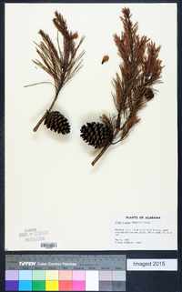 Pinus clausa image