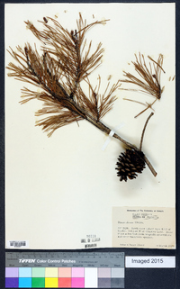 Pinus clausa image