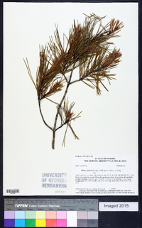 Pinus clausa image