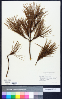 Pinus clausa image