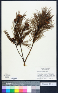 Pinus clausa image