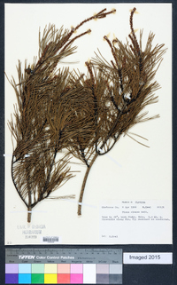 Pinus clausa image