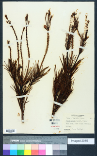 Pinus clausa image