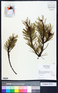 Pinus contorta image