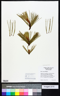 Pinus cooperi image