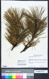 Pinus echinata image