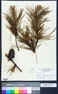 Pinus echinata image