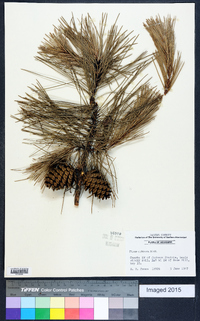 Pinus echinata image