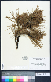 Pinus echinata image