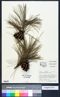 Pinus echinata image