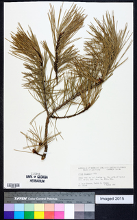 Pinus echinata image