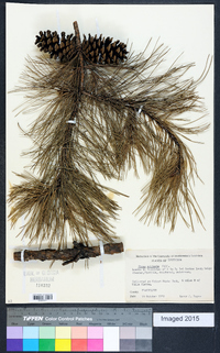 Pinus echinata image