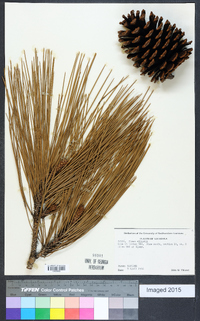 Pinus elliottii image