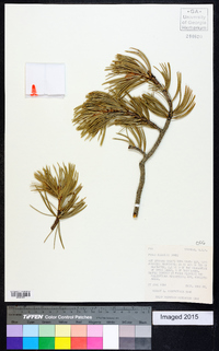 Pinus flexilis image